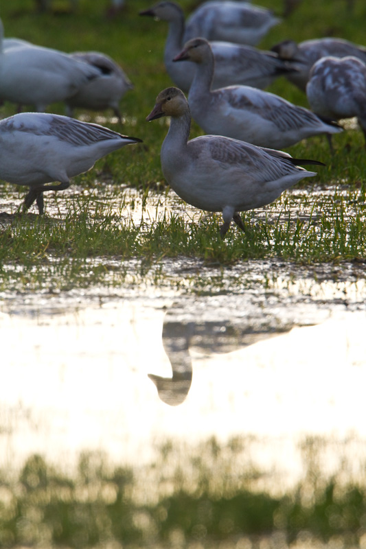 Snow Goose Reflected